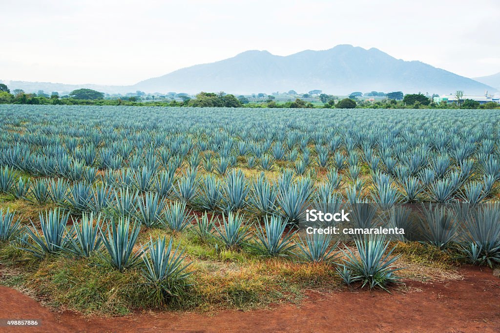 Paysage de Tequila - Photo de Agave libre de droits