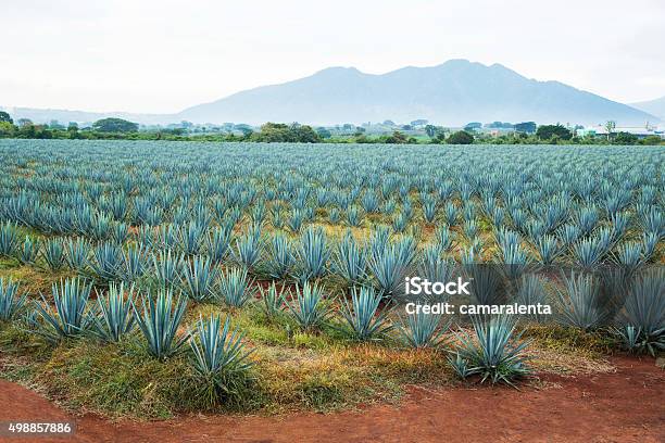 Photo libre de droit de Paysage De Tequila banque d'images et plus d'images libres de droit de Agave - Agave, Champ, Guadalajara - Mexique