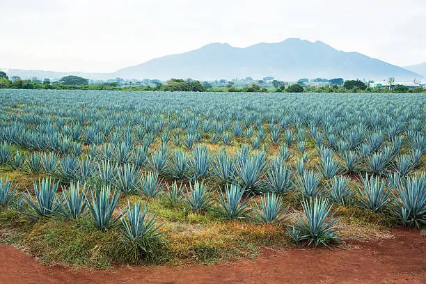Photo of Tequila Landscape
