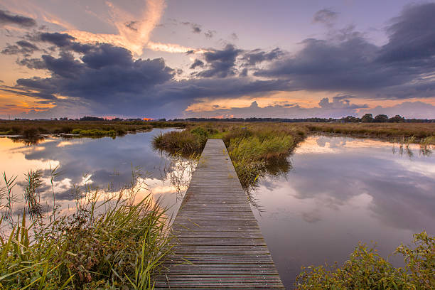 istock Footbridge in wetland 498858086
