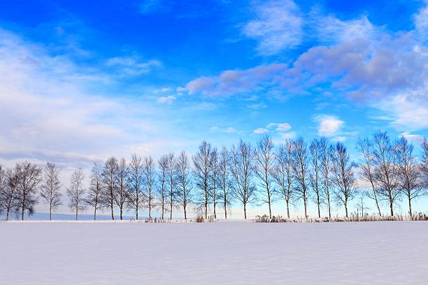 Danish nature in wintertime - dressed in frost and snow