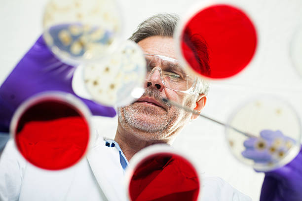cientista examinando culturas em placas de petri - petri dish agar jelly laboratory glassware bacterium imagens e fotografias de stock