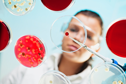 Below View of a mail Lab Scientist Examining and using Petri Dish. Lab Experiment.Researcher examining cultures in petri dishes, low angle view
