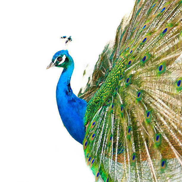 istock Colorful Peacock in Full Feather. 498861026