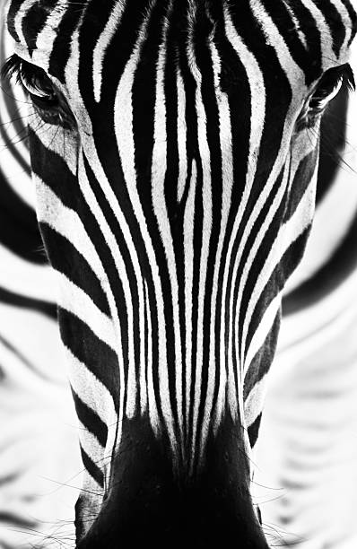istock Portrait of a zebra. Black and white. 498861040