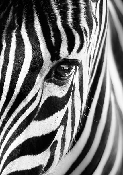 istock Portrait of a zebra. Black and white. 498861056