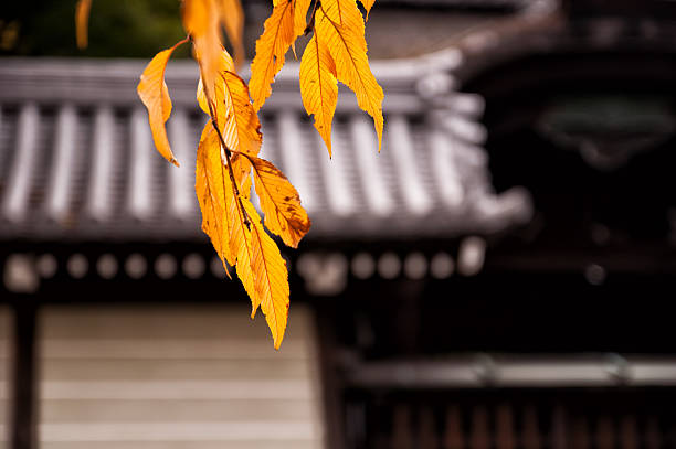 Autumn leaves in the temple.