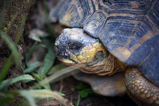 istock Madagascar: Radiated Tortoise in Mantadia National Park 498861844