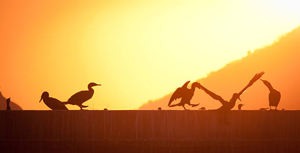 istock Birds stretching on a beautiful morning 498862620