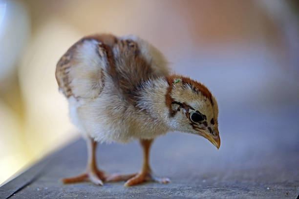 istock Madagascar: Madagascar Gamefowl in Andasibe 498863888