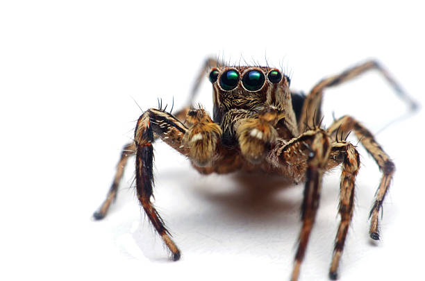Spider on White Background Spider on White Background jumping spider photos stock pictures, royalty-free photos & images