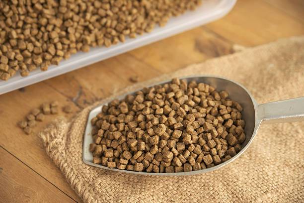 istock Dog's food 498864504