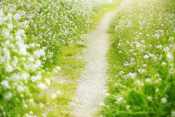 Late afternoon looking across a wild daisy covered field to a footpath at Foxearth, a village  on the border of north Essex and Suffolk in England UK, neighbouring Long Melford and Cavendish, also the villages of Borley, the Belchamps, Liston and Pentlow.