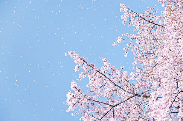 Flower of a cherry tree and the blue sky Flower of a cherry tree and the blue sky. The petal which scatters. Spring in Tokyo. tokyo sakura stock pictures, royalty-free photos & images