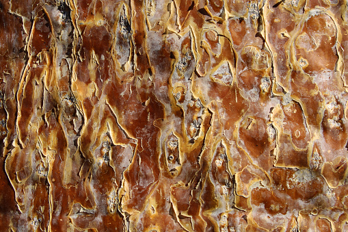 Detail of the texture of the bark of a Baobab Tree (Adansonia), located near Ifaty on the southwest coast of Madagascar. Of the eight species, six live in Madagascar, making it an icon of the country.