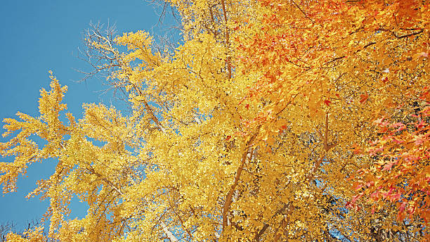 istock Scenery of beautiful autumn leaves 498865998