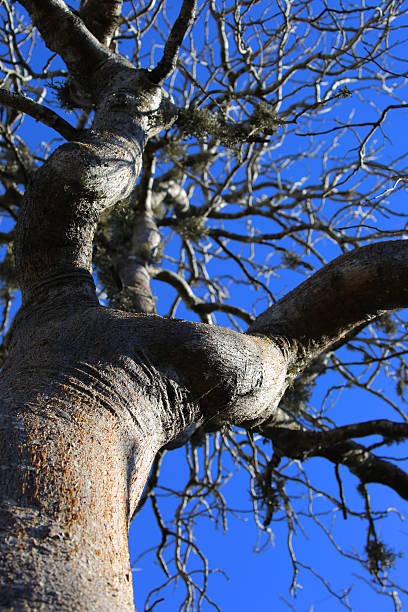 A Baobab Tree (Adansonia) near Ifaty on the southwest coast of Madagascar. Of the eight species, six live in Madagascar, making it an icon of the country.