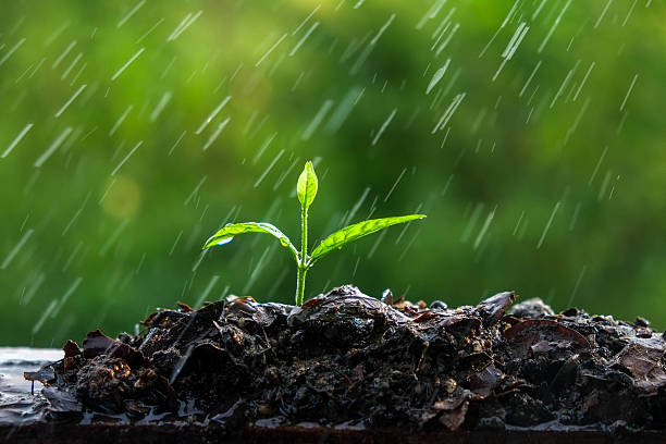 istock Green sprouts in the rain 498866960