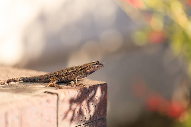 istock Brown common fence lizard, Sceloporus occidentalis 498869302