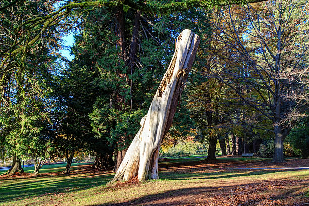dead tree in Stanley Park, Vancouver, BC, Canada
