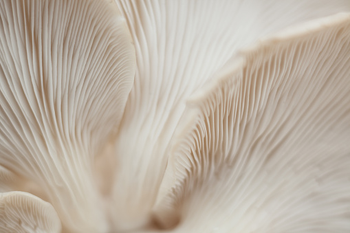 Natural light photo of fresh organic white mushrooms. Selective focus on front.