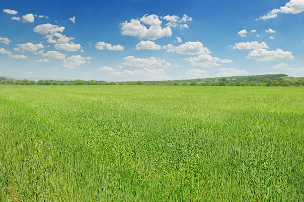 istock green field and blue sky 498870374