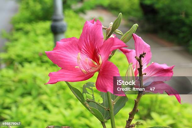 Schmetterling Baum Orchid Baum Lila Bauhinia Blumen Stockfoto und mehr Bilder von Asien