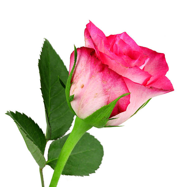 istock beautiful single pink rose on a white background!! 498879646