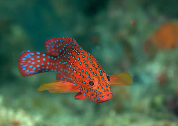 Cephalopholis miniata, known commonly as the coral hind, is a species of marine fish in the family Serranidae. Other names include miniatus grouper, miniata grouper, coral or blue-spot rockcod, vermilion seabass, and coral grouper.