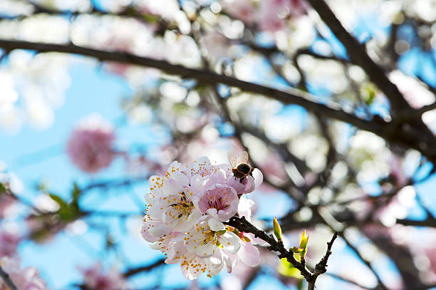 istock Yoshino Cherry tree, white to pink flowers 498879682
