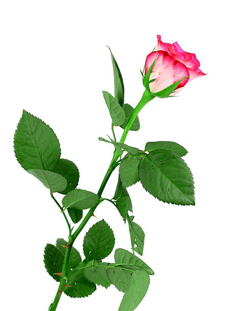 istock beautiful single pink rose on a white background! 498879714