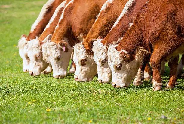 Close-up of six brown and white Hereford cattle grazing in a row on a summer day in the green pasture.