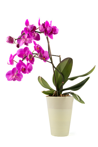 blooming phalaenopsis orchid in flower pot. Also called Malaysian flower.