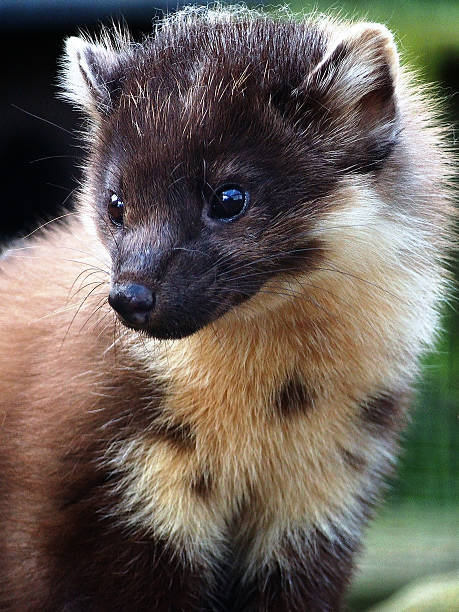 Pine Marten stock photo