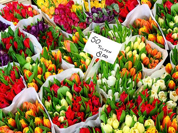 Tulip flowers for sale at a Dutch flower market Tulip flowers for sale at a Dutch flower market flower market stock pictures, royalty-free photos & images