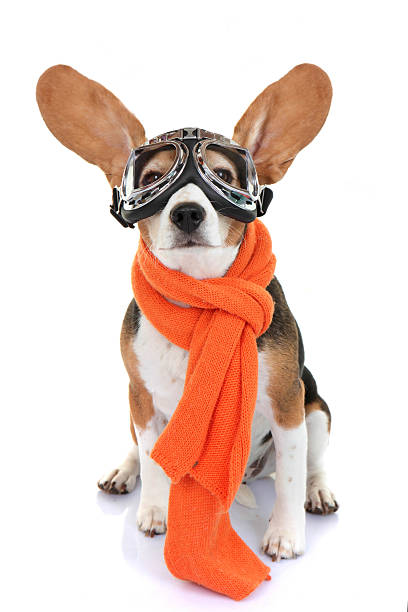 Small dog wears aviator goggles and orange scarf stock photo