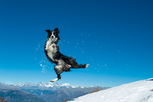 Border Collie jumps in the snow in the top of the mountain