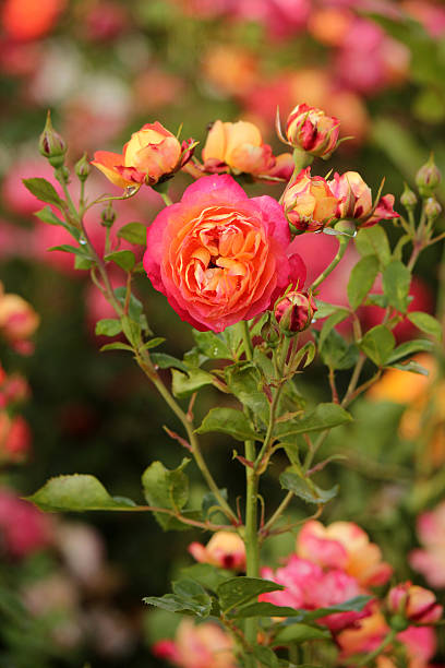 istock Rosa Baby Romantica - Rose 498881527
