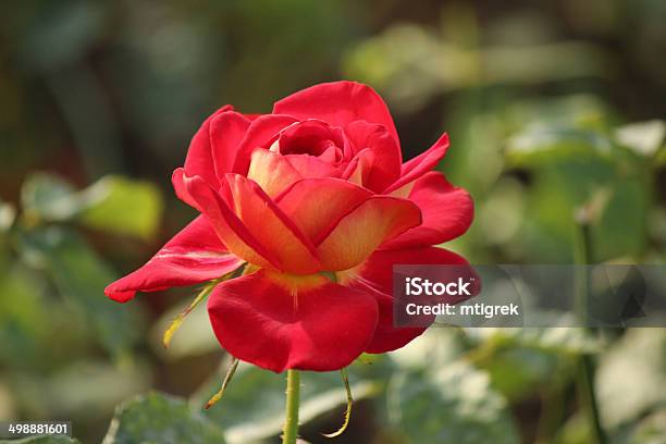 Rosa Gypsy Kiboh Rose Stock Photo - Download Image Now - Beauty In Nature, Blossom, Botany