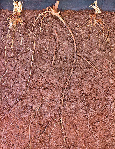 istock root of  tree in the ground 498881757