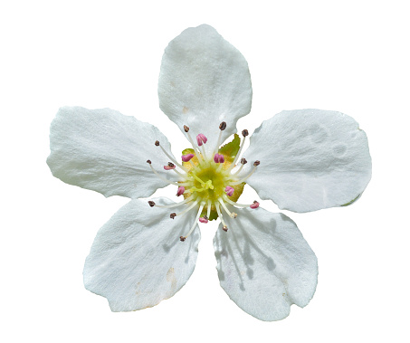 A close up of the pear flower. Isolated on black.