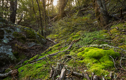 moss floor in beech forest in New Zealand