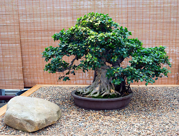 istock Bonsai. Ficus . Age - about 60 years. 498882146