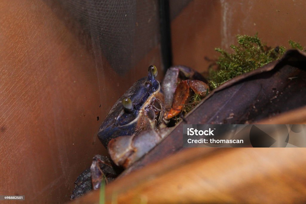 cardisoma armatum This crab is the cardisoma armatum. this crab normally lives in west africa and is also called the  rainbow crab. this species can be very easily kept in an aquarium. Africa Stock Photo