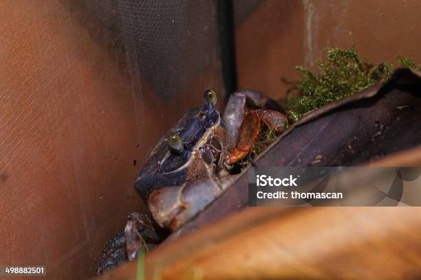 Cardisoma Armatum Stock Photo - Download Image Now - Africa, Animal, Animal Themes