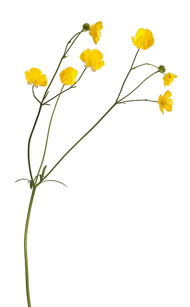 istock wild yellow isolated buttercup flower 498882608