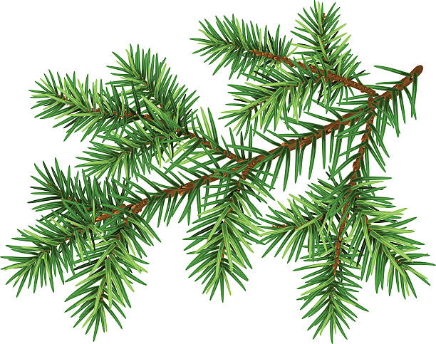 Pine Tree Branch Green Fluffy Pine Branch Stock Illustration - Download  Image Now - Branch - Plant Part, Christmas, Christmas Tree - iStock