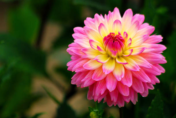 istock pink flower in the garden 498882802