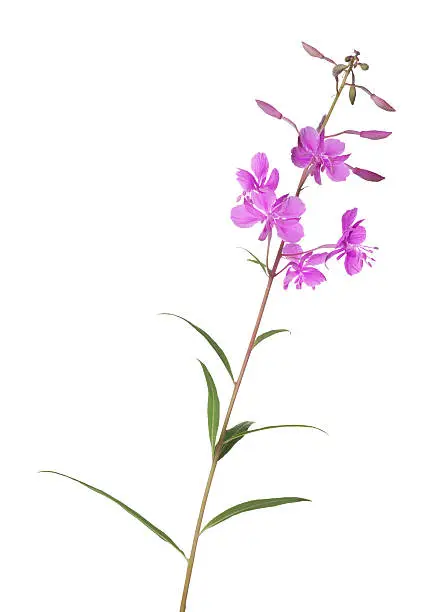 pink fireweed isolated on white background