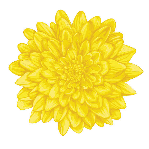 illustrations, cliparts, dessins animés et icônes de magnifique dahlia jaune isolé sur fond blanc. - flower flourishes paint backgrounds